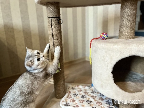 Психология поведения домашних кошек и собак. Разбираемся вместе с зоологом и «Доктор Хвостов» Психология поведения домашних кошек и собак. Разбираемся вместе с зоологом и «Доктор Хвостов»