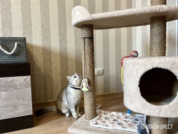 Психология поведения домашних кошек и собак. Разбираемся вместе с зоологом и «Доктор Хвостов» Психология поведения домашних кошек и собак. Разбираемся вместе с зоологом и «Доктор Хвостов»