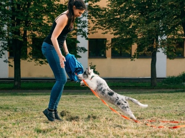 Психология поведения домашних кошек и собак. Разбираемся вместе с зоологом и «Доктор Хвостов» Психология поведения домашних кошек и собак. Разбираемся вместе с зоологом и «Доктор Хвостов»