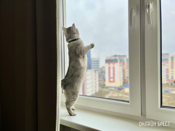 Психология поведения домашних кошек и собак. Разбираемся вместе с зоологом и «Доктор Хвостов» Психология поведения домашних кошек и собак. Разбираемся вместе с зоологом и «Доктор Хвостов»