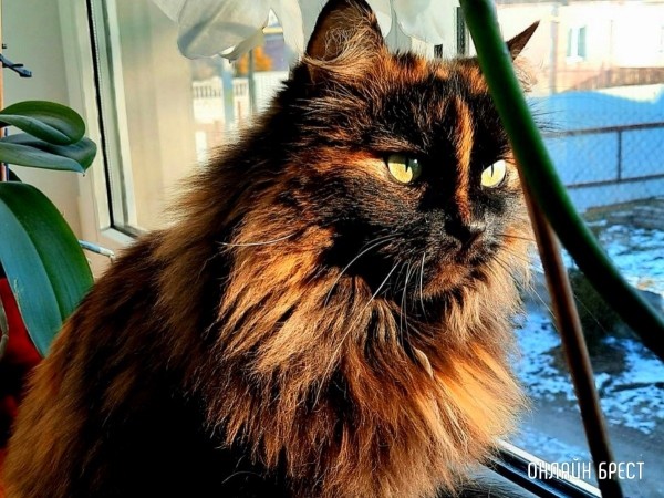 Психология поведения домашних кошек и собак. Разбираемся вместе с зоологом и «Доктор Хвостов» Психология поведения домашних кошек и собак. Разбираемся вместе с зоологом и «Доктор Хвостов»