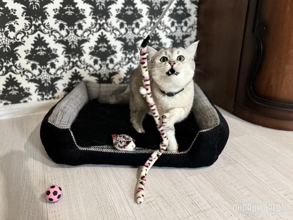 Психология поведения домашних кошек и собак. Разбираемся вместе с зоологом и «Доктор Хвостов» Психология поведения домашних кошек и собак. Разбираемся вместе с зоологом и «Доктор Хвостов»