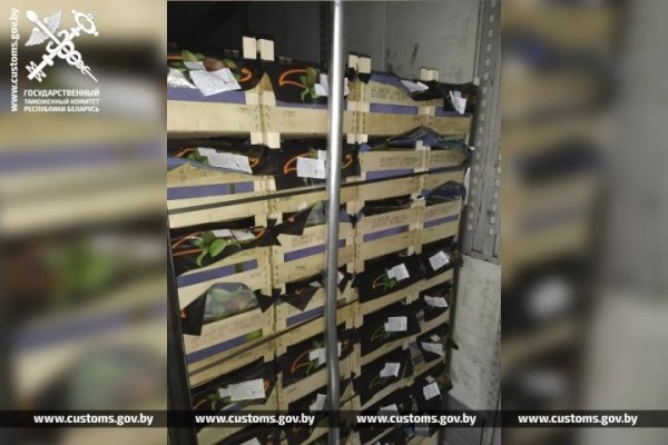 Брестские таможенники развернули грузовик с польскими грушами Брестские таможенники развернули грузовик с польскими грушами