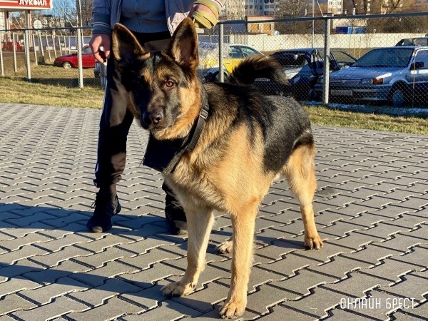 Психология поведения домашних кошек и собак. Разбираемся вместе с зоологом и «Доктор Хвостов» Психология поведения домашних кошек и собак. Разбираемся вместе с зоологом и «Доктор Хвостов»