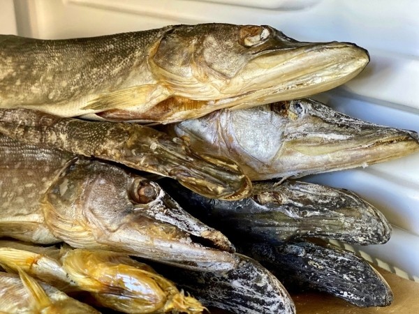 Сеть магазинов и спорт-баров «Пиво Мастер» дарит мужчинам скидку 23% на рыбку до конца месяца Сеть магазинов и спорт-баров «Пиво Мастер» дарит мужчинам скидку 23% на рыбку до конца месяца