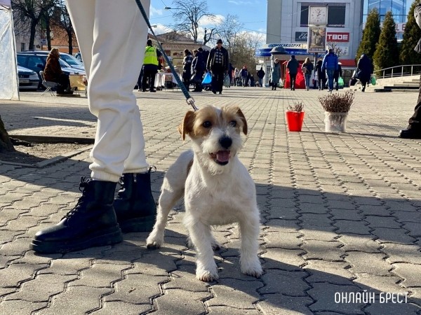 Психология поведения домашних кошек и собак. Разбираемся вместе с зоологом и «Доктор Хвостов» Психология поведения домашних кошек и собак. Разбираемся вместе с зоологом и «Доктор Хвостов»