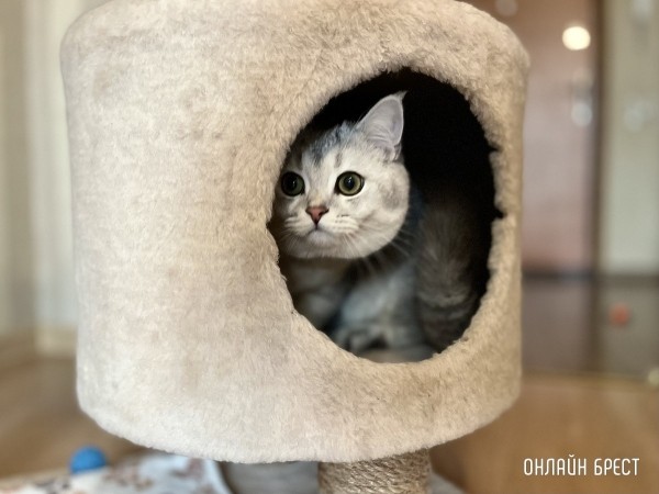 Психология поведения домашних кошек и собак. Разбираемся вместе с зоологом и «Доктор Хвостов» Психология поведения домашних кошек и собак. Разбираемся вместе с зоологом и «Доктор Хвостов»