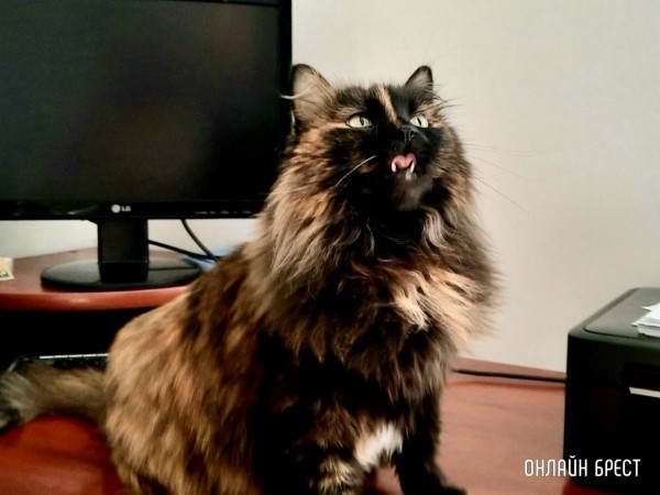 Психология поведения домашних кошек и собак. Разбираемся вместе с зоологом и «Доктор Хвостов» Психология поведения домашних кошек и собак. Разбираемся вместе с зоологом и «Доктор Хвостов»