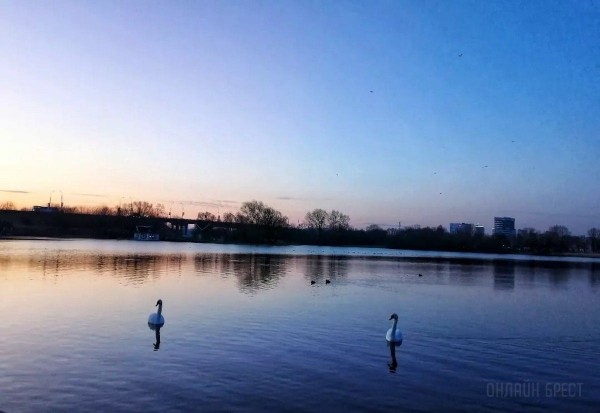 
                Читатель: Река и лебеди. Рассвет на Набережной Бреста
            