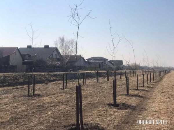 Новые деревья высадили на Свято-Афанасьевской в Бресте Новые деревья высадили на Свято-Афанасьевской в Бресте