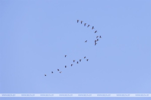 Птицы на реке Ясельде в Брестской области