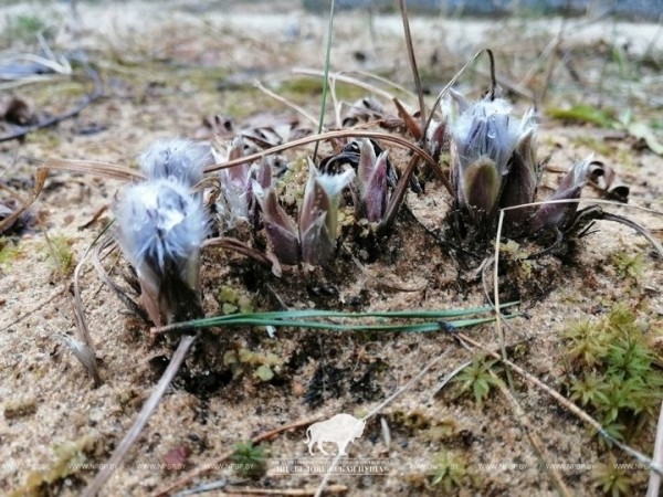 Первоцветам заморозки не страшны: в Беловежской пуще в марте температура опускалась до -12°С