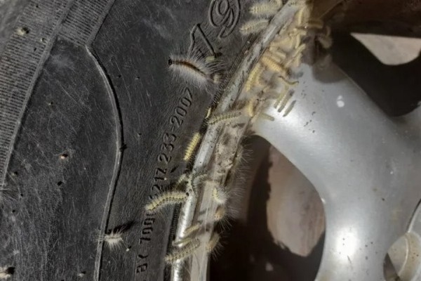 Брестчину атакует опасный вредитель Брестчину атакует опасный вредитель