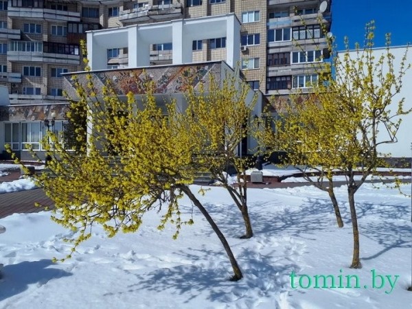 В Бресте расцвела форзиция… на снегу В Бресте расцвела форзиция… на снегу