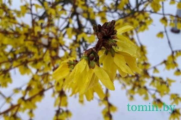 В Бресте расцвела форзиция… на снегу В Бресте расцвела форзиция… на снегу