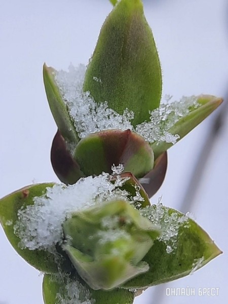 
                Читатель: Контраст. Цветущие деревья и снег
            