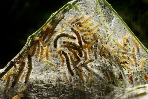 Брестчину атакует опасный вредитель Брестчину атакует опасный вредитель