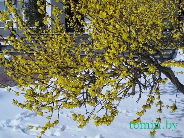 В Бресте расцвела форзиция… на снегу В Бресте расцвела форзиция… на снегу