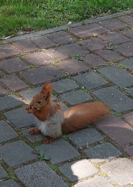 
                Читательница: Сегодня я встретила милого и доброго человека, из рук которого кушала белочка
            