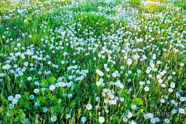 Из жёлтого в белый. Так сейчас выглядит то самое огромное поле одуванчиков, которое находится недалеко от Бреста
Из жёлтого в белый. Так сейчас выглядит то самое огромное поле одуванчиков, которое находится недалеко от Бреста