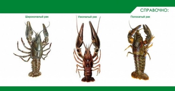 Жители Щучина заплатят 320 рублей за раков, выловленных руками и отпущенных обратно в воду