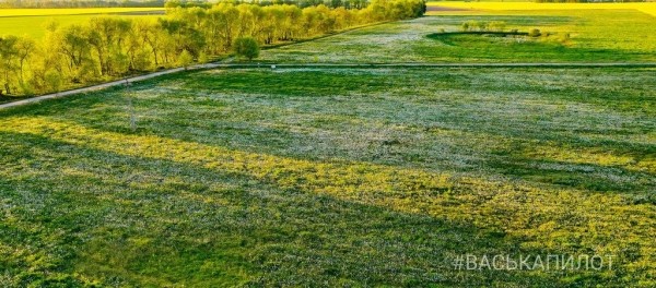 Из жёлтого в белый. Так сейчас выглядит то самое огромное поле одуванчиков, которое находится недалеко от Бреста
Из жёлтого в белый. Так сейчас выглядит то самое огромное поле одуванчиков, которое находится недалеко от Бреста