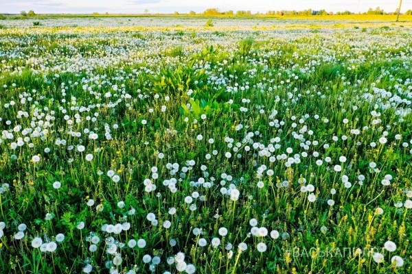 Из жёлтого в белый. Так сейчас выглядит то самое огромное поле одуванчиков, которое находится недалеко от Бреста
Из жёлтого в белый. Так сейчас выглядит то самое огромное поле одуванчиков, которое находится недалеко от Бреста