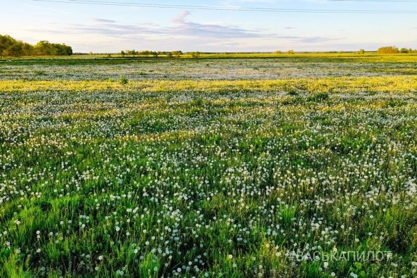 Из жёлтого в белый. Так сейчас выглядит то самое огромное поле одуванчиков, которое находится недалеко от Бреста
Из жёлтого в белый. Так сейчас выглядит то самое огромное поле одуванчиков, которое находится недалеко от Бреста
