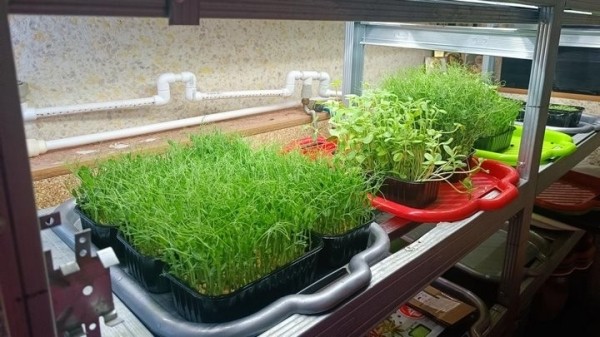 «С финансированием фермы помогла теща». Посмотрите, как белорус зарабатывает на микрозелени «С финансированием фермы помогла теща». Посмотрите, как белорус зарабатывает на микрозелени