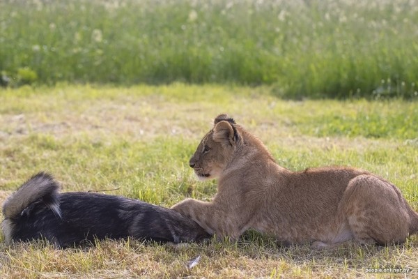 В минском зоопарке ко львенку, потерявшему маму, подселили щенка В минском зоопарке ко львенку, потерявшему маму, подселили щенка