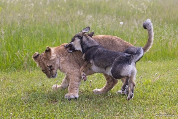 В минском зоопарке ко львенку, потерявшему маму, подселили щенка В минском зоопарке ко львенку, потерявшему маму, подселили щенка