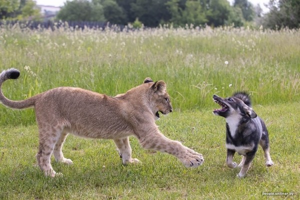 В минском зоопарке ко львенку, потерявшему маму, подселили щенка В минском зоопарке ко львенку, потерявшему маму, подселили щенка