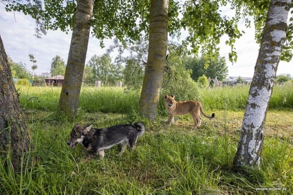 В минском зоопарке ко львенку, потерявшему маму, подселили щенка В минском зоопарке ко львенку, потерявшему маму, подселили щенка