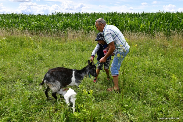 Собирает чернику, завел козу. История белоруса, который в 66 лет остался один с четырьмя детьми Собирает чернику, завел козу. История белоруса, который в 66 лет остался один с четырьмя детьми