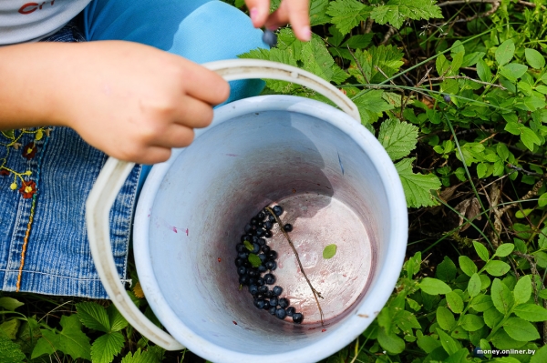 Собирает чернику, завел козу. История белоруса, который в 66 лет остался один с четырьмя детьми Собирает чернику, завел козу. История белоруса, который в 66 лет остался один с четырьмя детьми