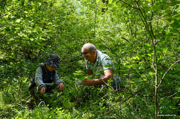 Собирает чернику, завел козу. История белоруса, который в 66 лет остался один с четырьмя детьми Собирает чернику, завел козу. История белоруса, который в 66 лет остался один с четырьмя детьми