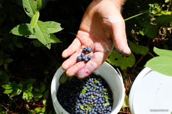 Собирает чернику, завел козу. История белоруса, который в 66 лет остался один с четырьмя детьми Собирает чернику, завел козу. История белоруса, который в 66 лет остался один с четырьмя детьми