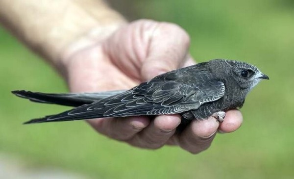 Какая максимальная высота полета птицы? Какая максимальная высота полета птицы?