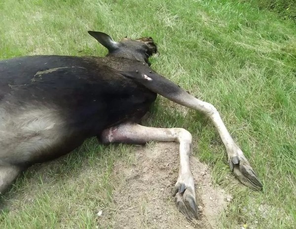 В Беларуси «Опель» сбил насмерть лося – пострадали водитель и пассажирка