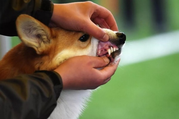 В Беларуси выбрали лучшую собаку В Беларуси выбрали лучшую собаку
