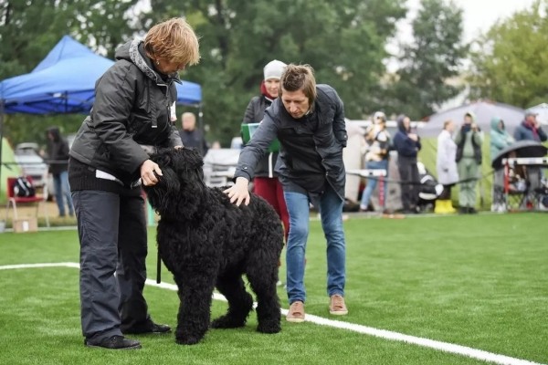 В Беларуси выбрали лучшую собаку В Беларуси выбрали лучшую собаку