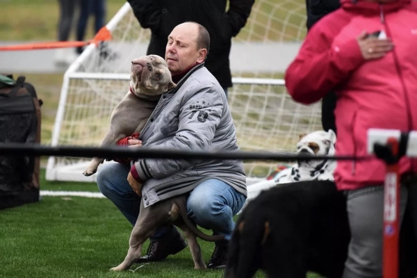 В Беларуси выбрали лучшую собаку В Беларуси выбрали лучшую собаку