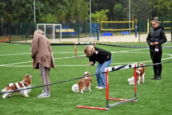 В Беларуси выбрали лучшую собаку В Беларуси выбрали лучшую собаку