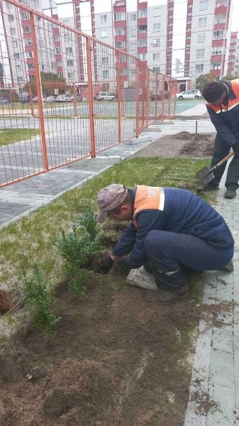 Власти Бреста просят жителей города не заниматься озеленением самовольно Власти Бреста просят жителей города не заниматься озеленением самовольно
