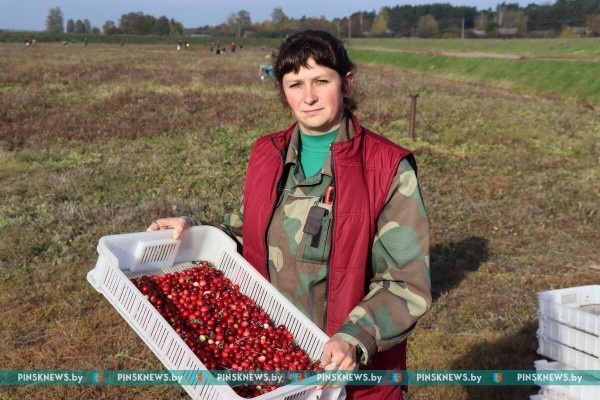 Как в Пинском районе убирают клюкву. Фото и подробности Как в Пинском районе убирают клюкву. Фото и подробности