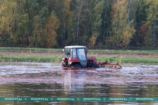 Как в Пинском районе убирают клюкву. Фото и подробности Как в Пинском районе убирают клюкву. Фото и подробности