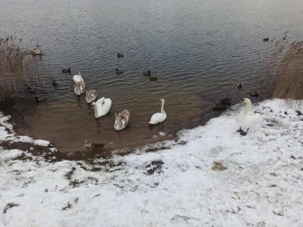 Спасатели пришли на помощь попавшим в ловушки лебедю и лошади в Брестской области Спасатели пришли на помощь попавшим в ловушки лебедю и лошади в Брестской области