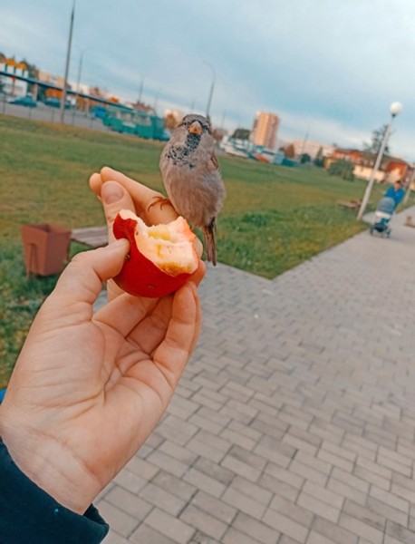 В Кобрине потерялся член семьи — ручной воробей Жорик В Кобрине потерялся член семьи — ручной воробей Жорик