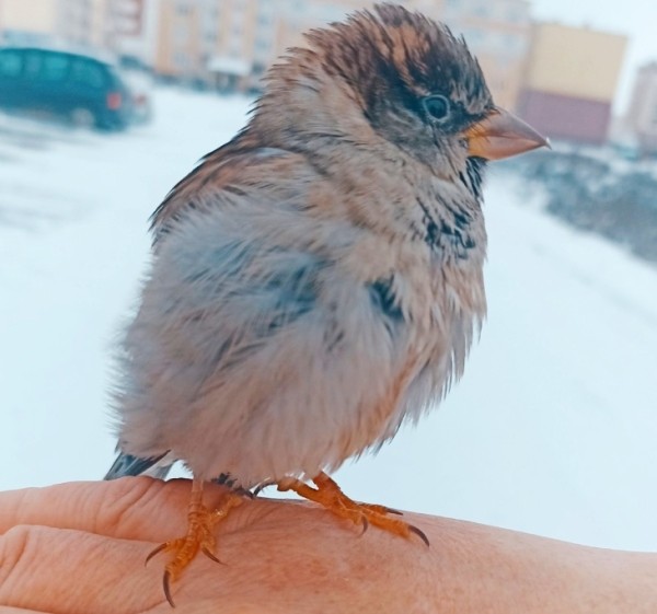 В Кобрине потерялся член семьи — ручной воробей Жорик В Кобрине потерялся член семьи — ручной воробей Жорик