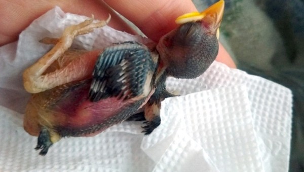 В Кобрине потерялся член семьи — ручной воробей Жорик В Кобрине потерялся член семьи — ручной воробей Жорик